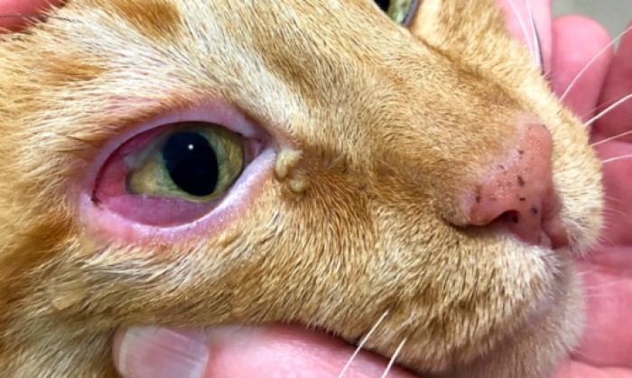 Seelaput mata kucing. Penanda terinfeksi virus atau bakteri