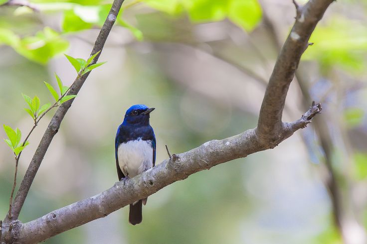 Burung Tledekan Laut, selalu berpindah mengikuti musim