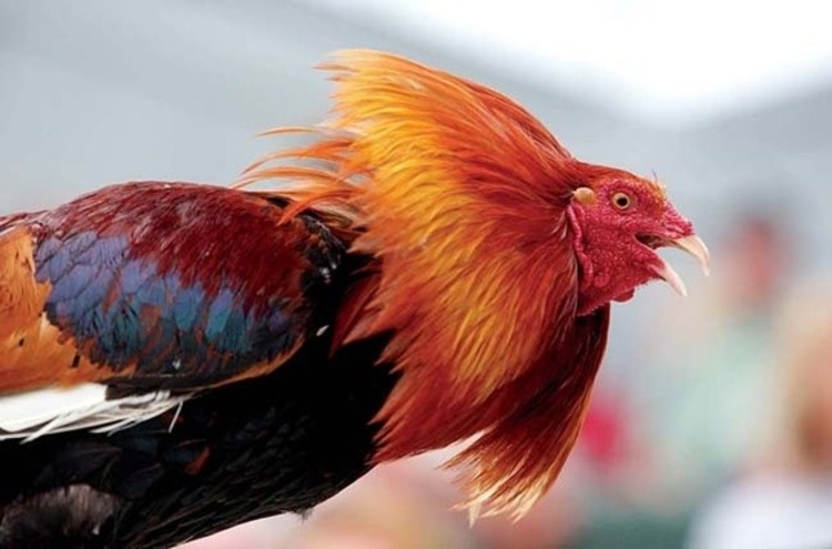 Ilustrasi Ayam Bangkok Dalam Keadaan Prima (Sumber : id.pinterest.com/delyell)