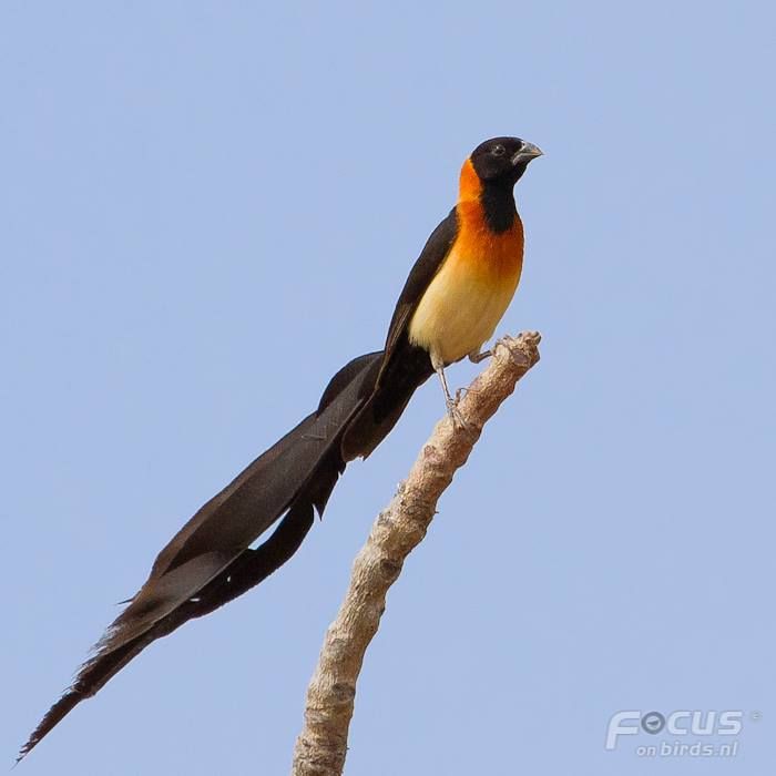 Burung  Paradise Whydah, bersolek saat musim kawin