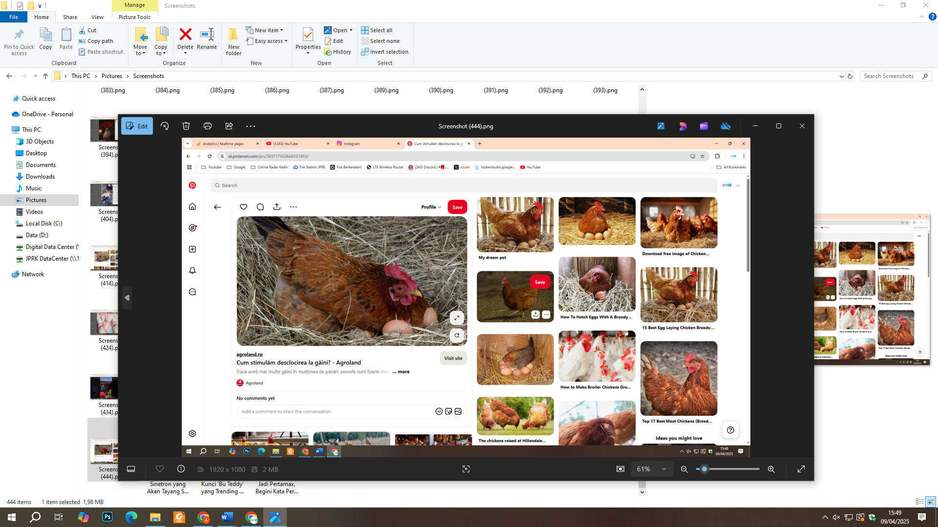 Ayam bertelur
