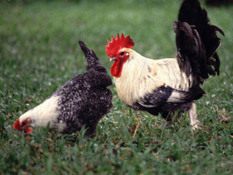 Ayam Arab Salah Satu Jenis Ayam Konsumsi yang Populer di Indonesia (Sumber: Puslitbangnak)