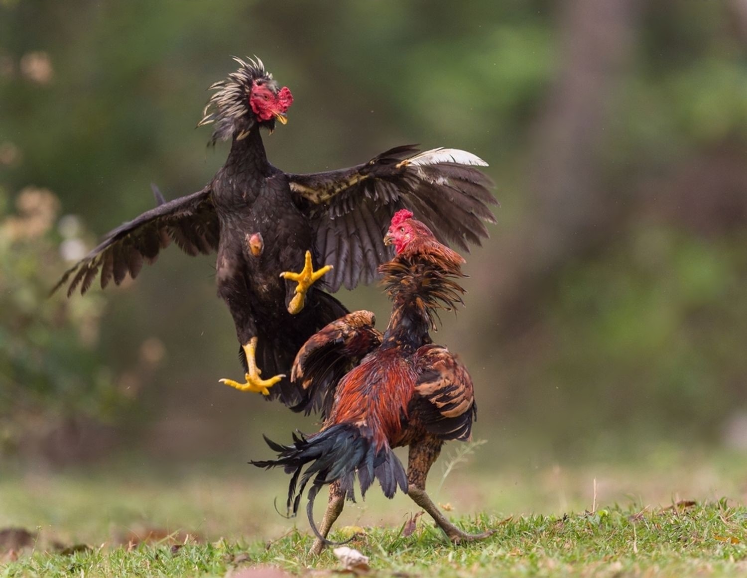 Ilustrasi Ayam Laga (StockPhoto.com)