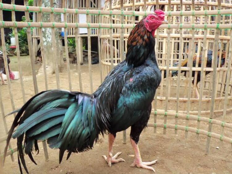 Ayam Ciparage, Ayam Khas Pesisir Karawang dan Kesayangan Adipati Singaperbangsa (Sumber : Wanayasa Farm)