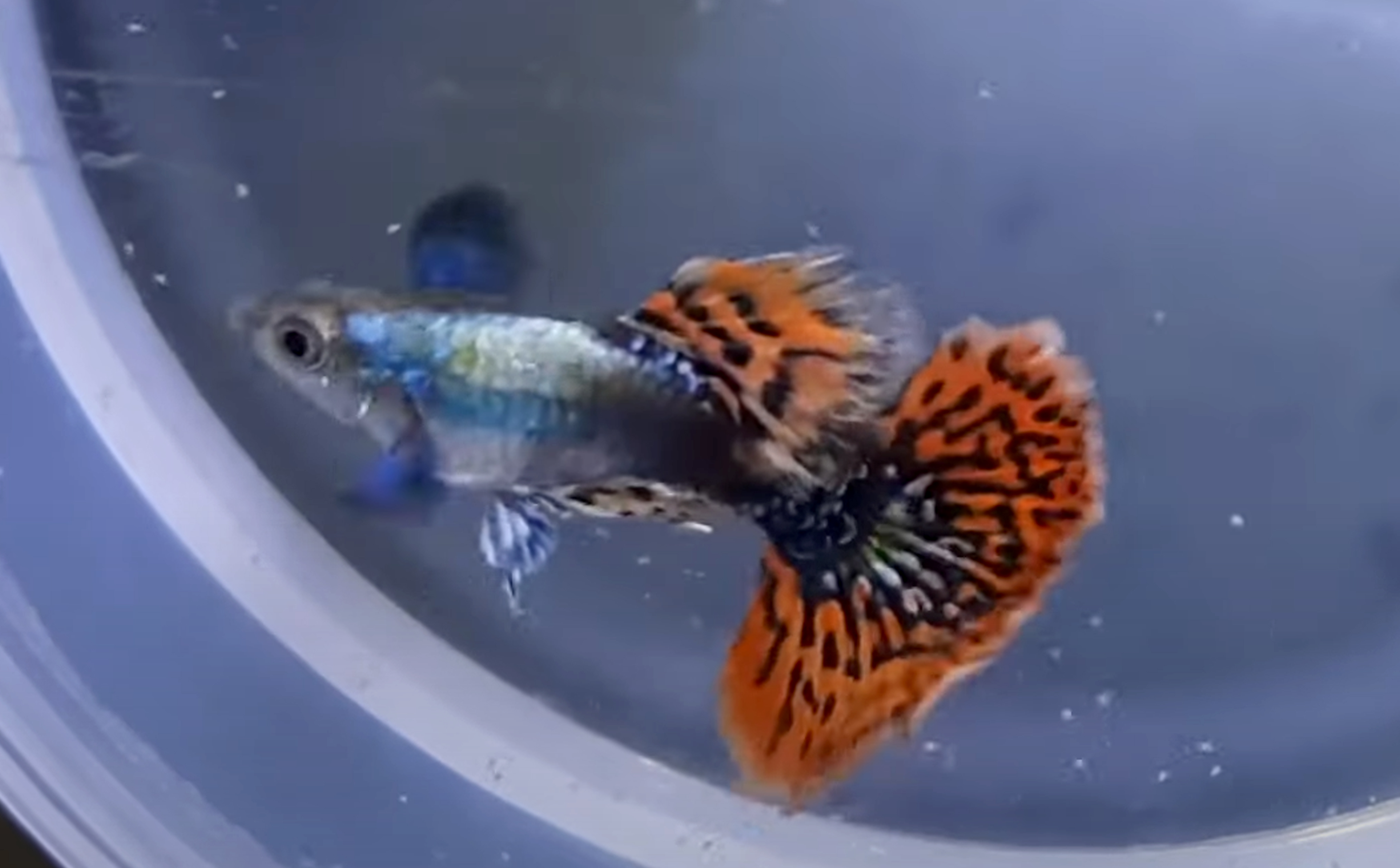 Ikan Guppy, banyak diminati pemilik akuarium