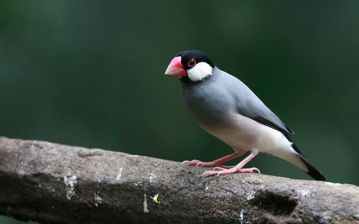 Burung Gelatik Jawa