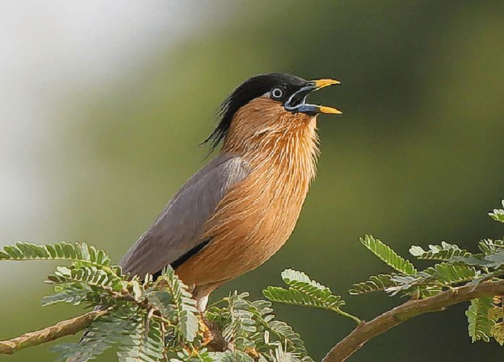Jalak Brahmana