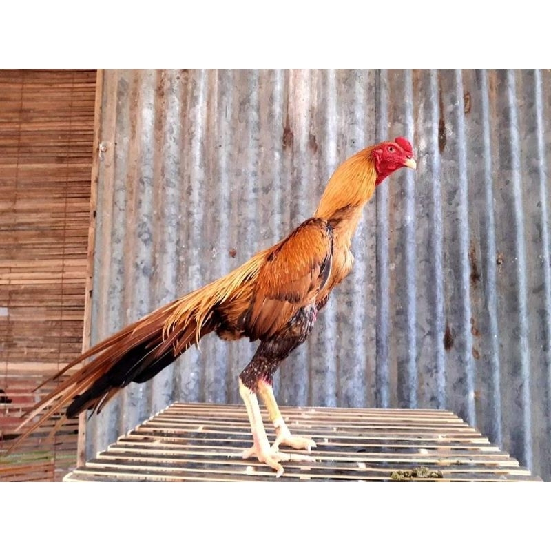 Cirikhas Ayam Ekor Lidi, Ekor Panjang Lurus Tampak Berbeda dengan Ekor Ayam Pada Umumnya (Shoppe.co.id)