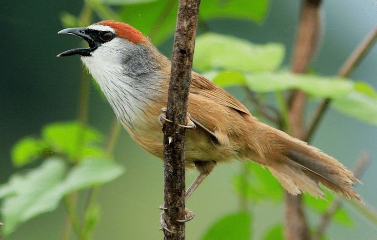 Burung Kaso-kaso