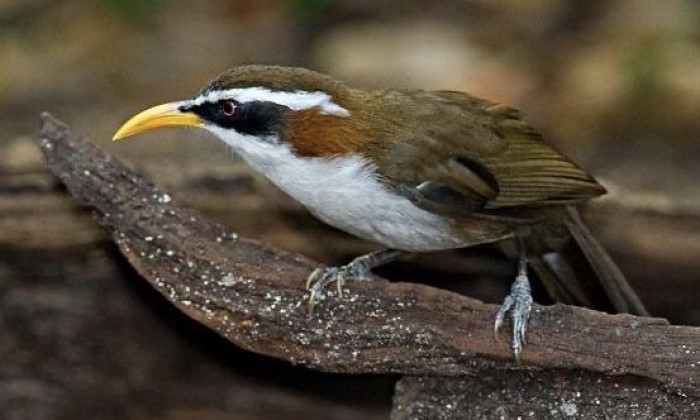 Burung Cucak Kopi. Suaranya merdu dan mudah dipelihara
