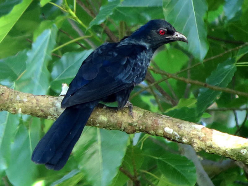 Burung Tuwur