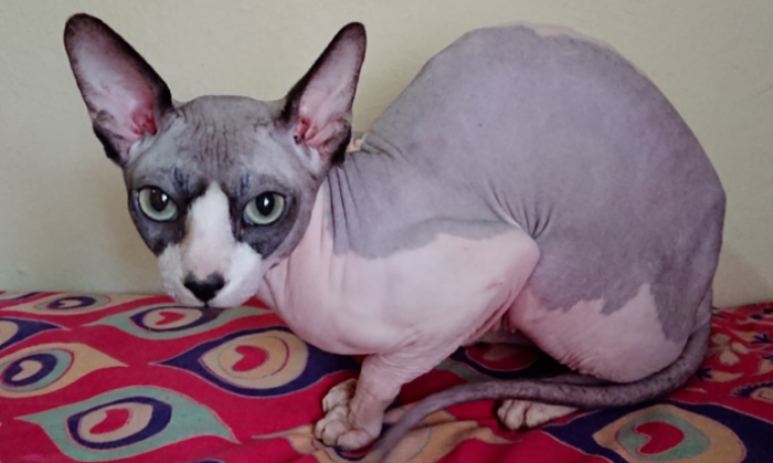 Kucing Sphynx, ras kucing tanpa bulu