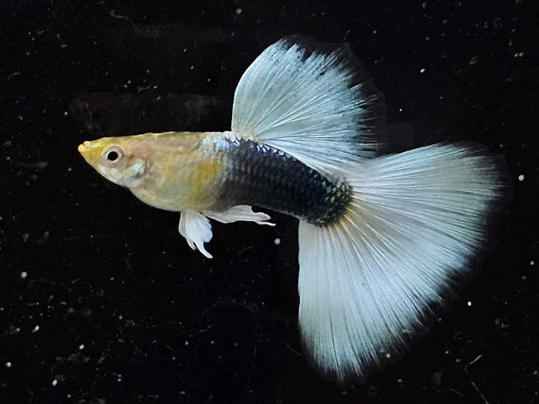 Ikan Guppy Tuxedo