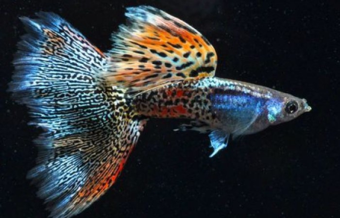 Guppy Variegated