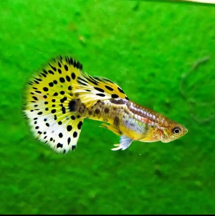 Guppy Leopard