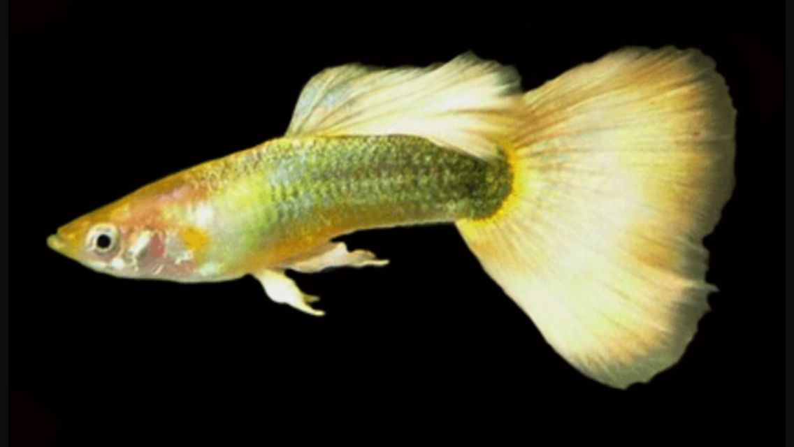 Guppy Bronze