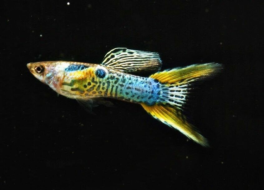 Guppy Double Sword