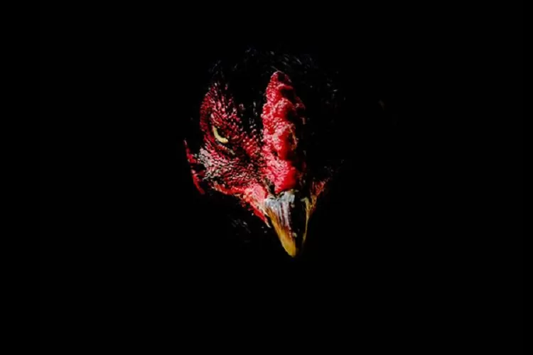 Ilustrasi Ayam/pinterest