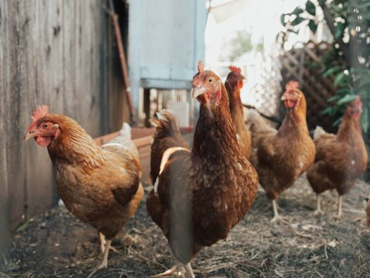 Ilustrasi Perawatan Ayam (Unsplash/Ben Moreland)