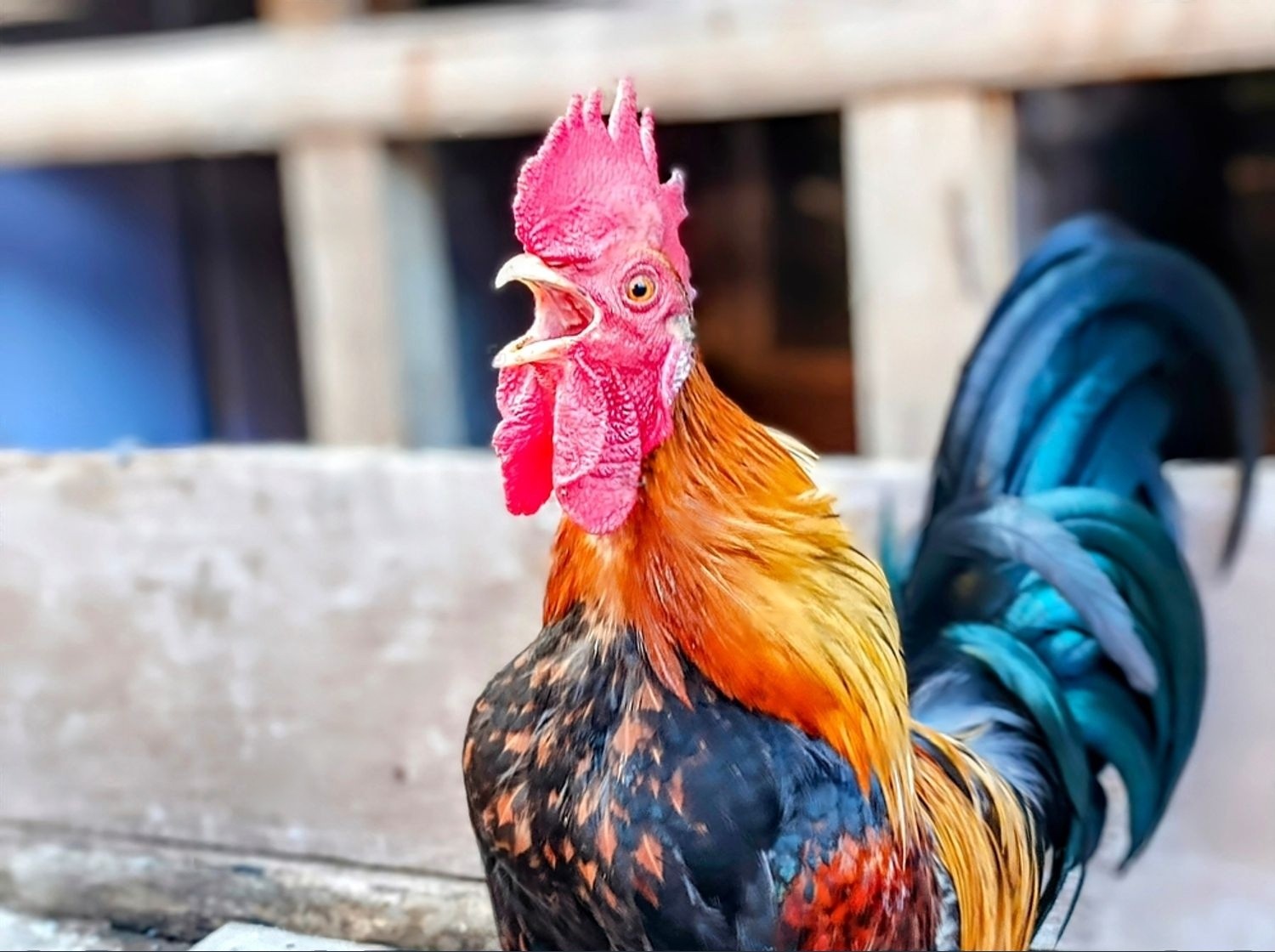 Ilustrasi Ayam Berkokok/ shutter stock