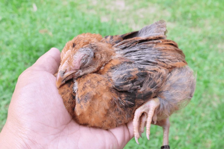 Ilustrasi Ayam yang Sedang Sakit (Chickin Indonesia)