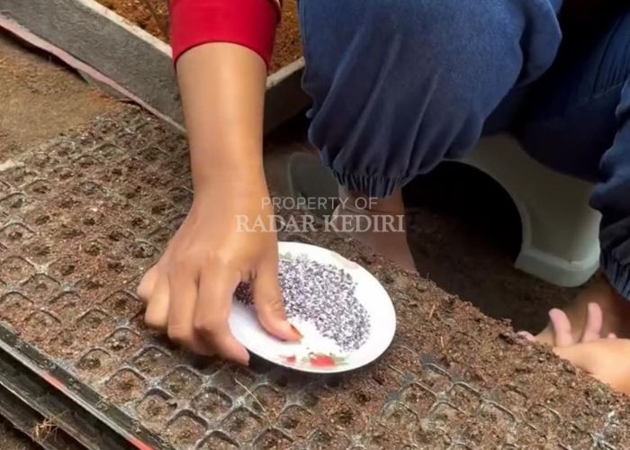 Benih biji bawang merah.