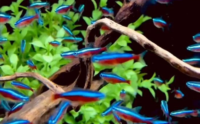 Neon Tetra. Kecil menyala di dalam akuarium