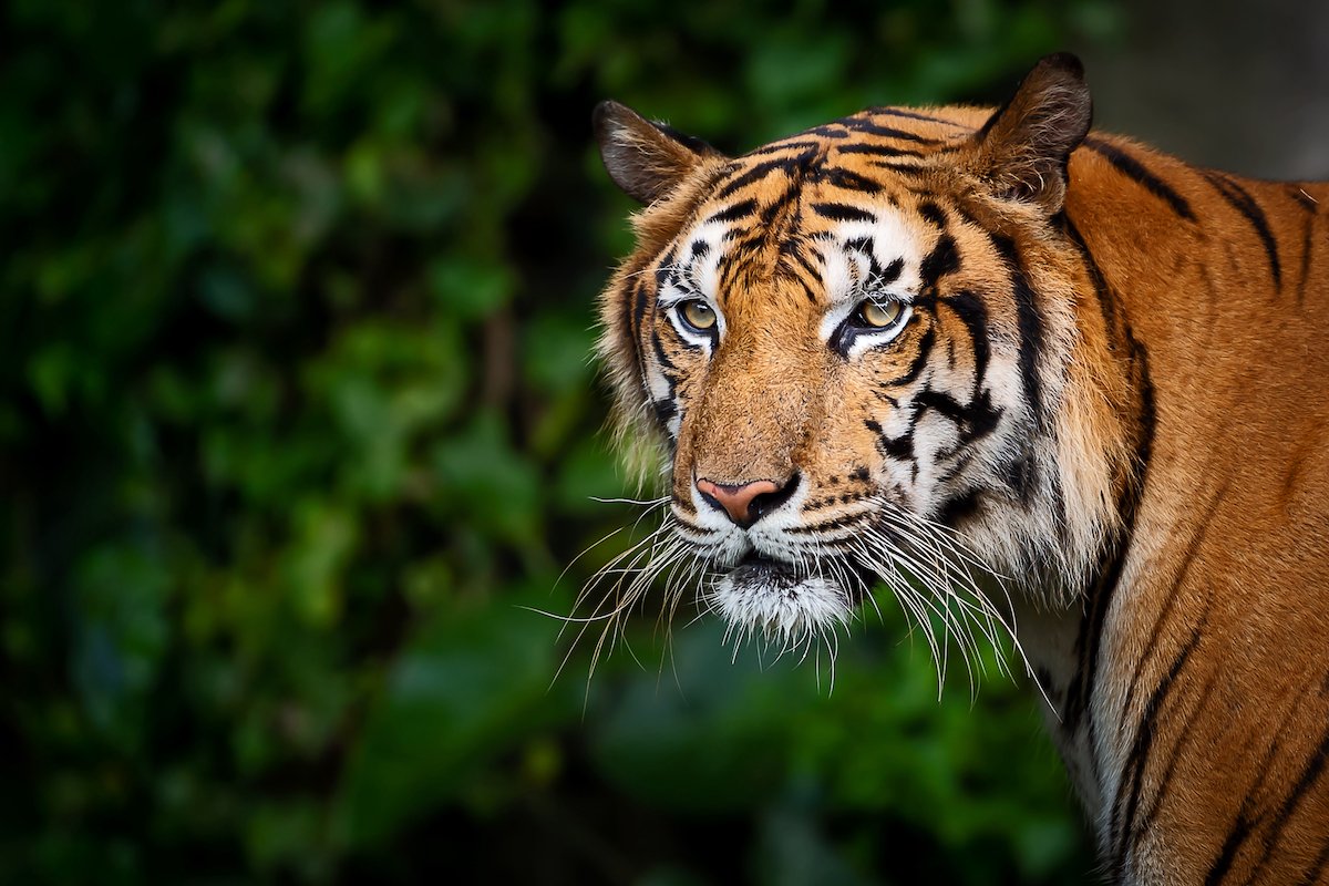 Potret Harimau IndoChina (Global Conservation)