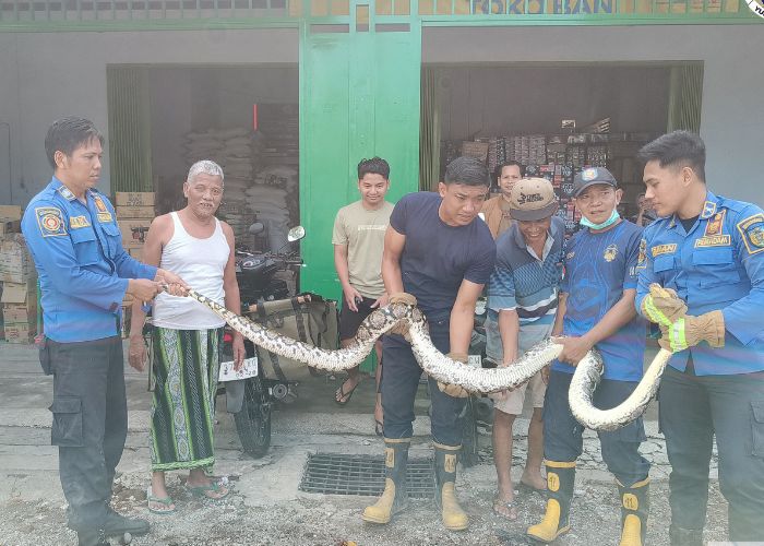 HASIL TANGKAPAN: Petugas Damkar menunjukkan ular yang masuk ke perkampungan.