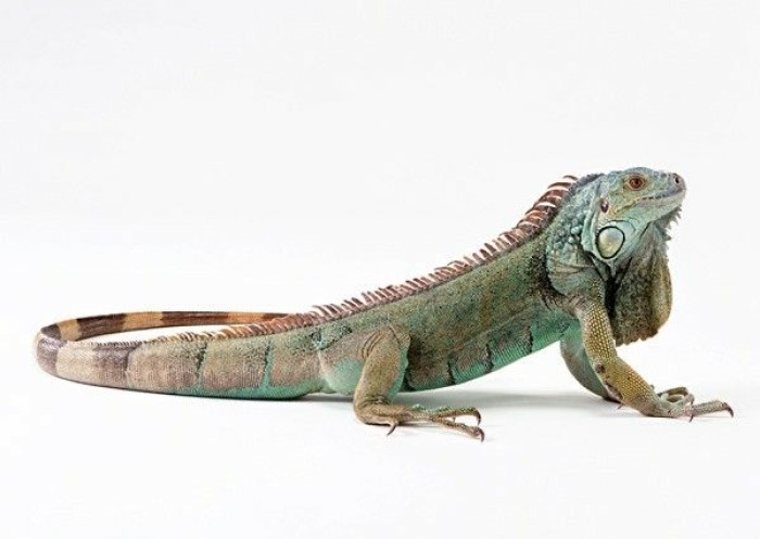 Iguana Hias, reptil penuh pesona