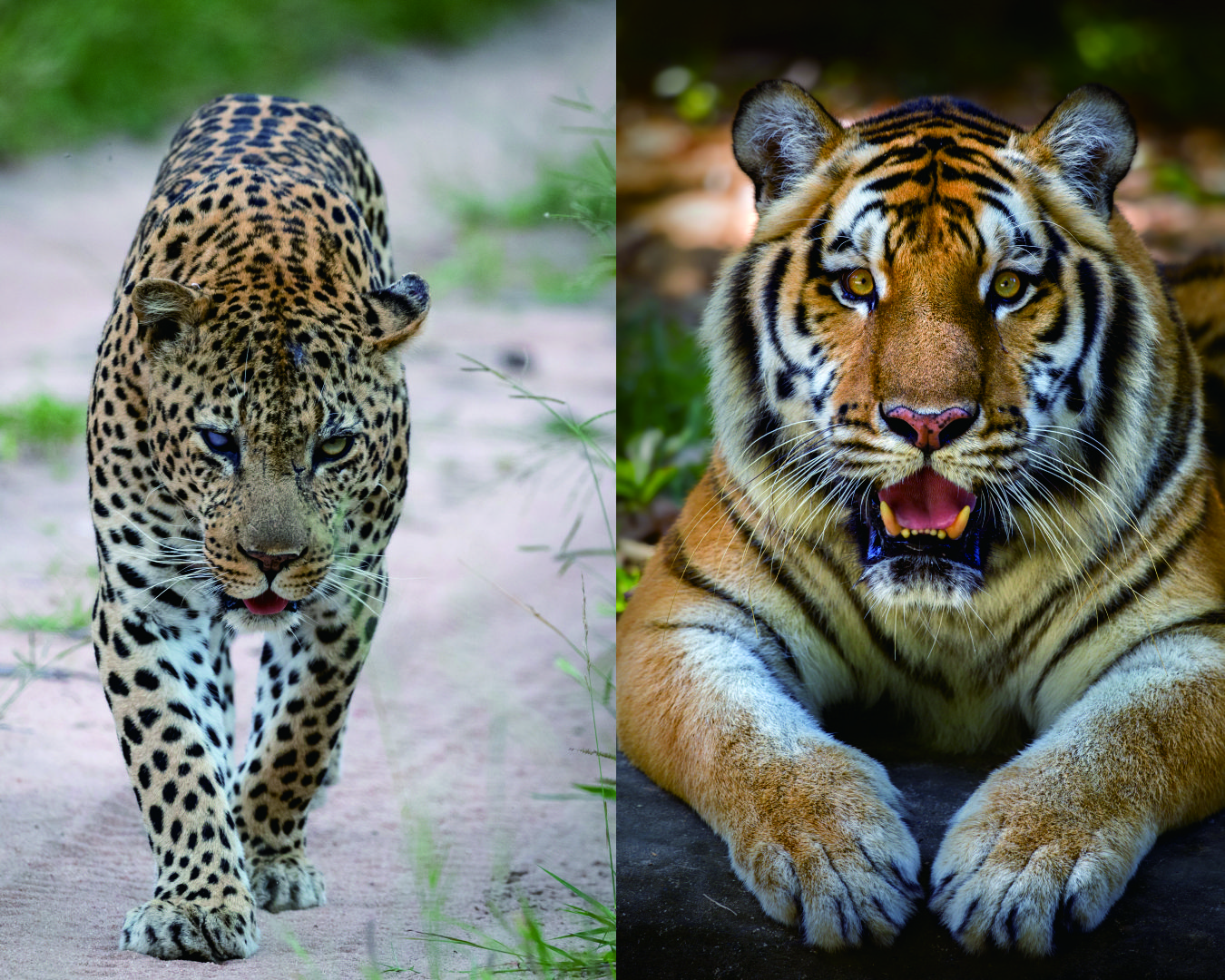 Kanan Macan Pantera Pardus dan Kiri Harimau Pantera Tigris (Freepik)
