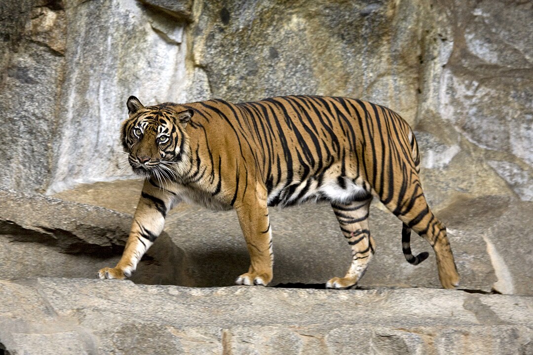 Harimau Sumetera di Tierpark Berlin (Wikipedia)