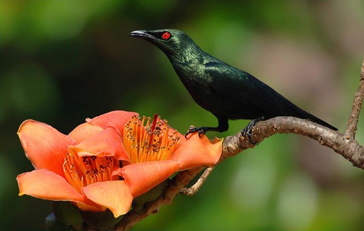 Cucak Keling. Hitam legam rajin berkicau