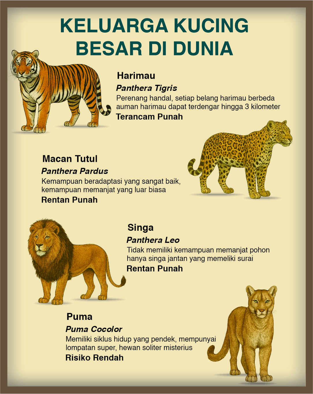 Infografis Harimau, Singa, Macan Tutul dan Puma (Istimewa)
