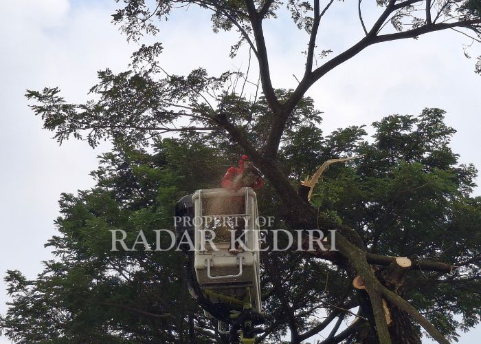 WASPADA: Petugas memangkas dahan pohon di tepi jalan yang membahayakan pengendara jalan.