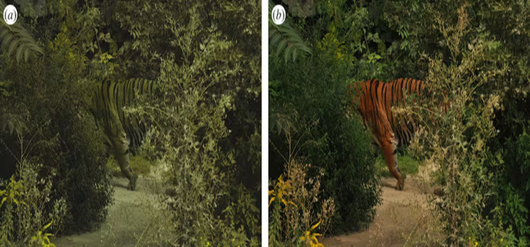 Perbandingan mata rusa (kiri) dan mata manusia (kanan) (Journal of The Royal Society Interface)