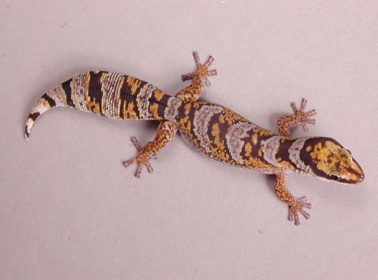 African Fat-Tailed Gecko