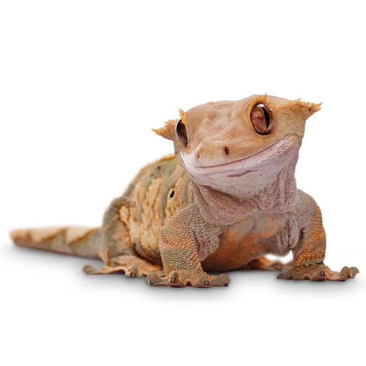 Crested Gecko