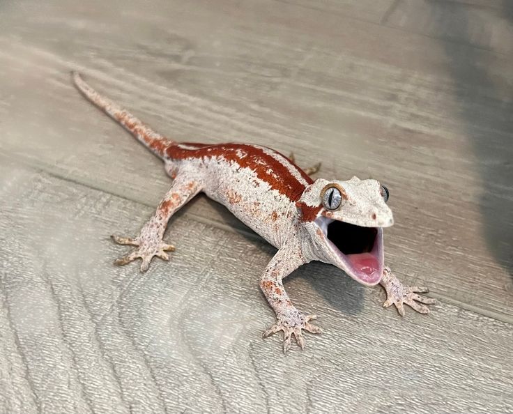 Gargoyle Gecko