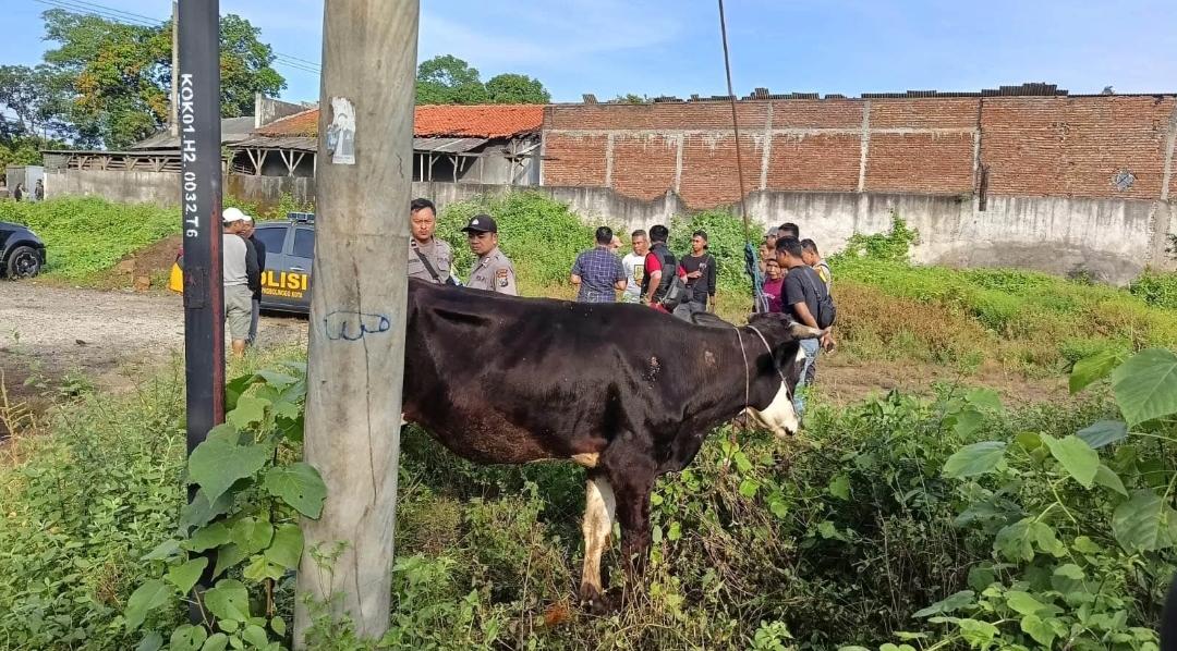 Salah satu sapi limousine yang ditemukan di Kota Probolinggo.