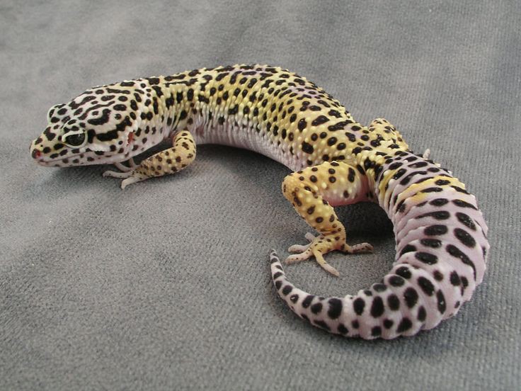 Leopart Gecko