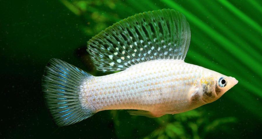 Sailfin Molly