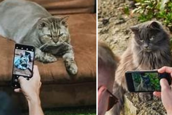 Memotret Kucing. Perlu kesabaran untuk mendapatkan hasil seperti profesional