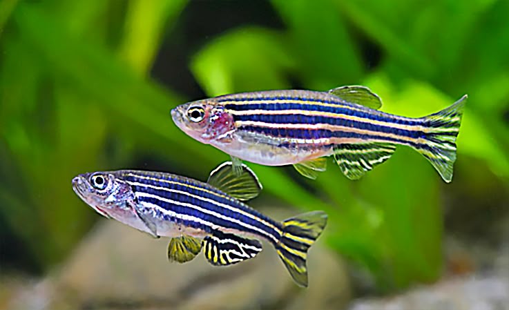 Ikan Zebra Danio
