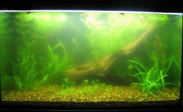 Alga, menjadikan akuarium tampak buram dan keruh