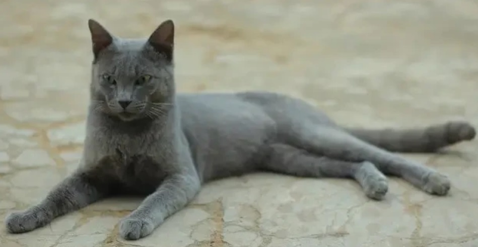Kucing Raas. Asli Madura
