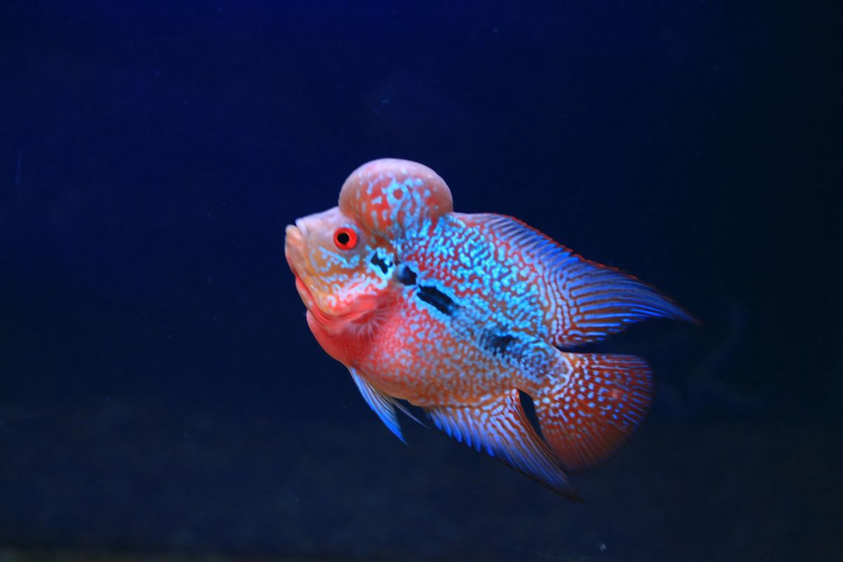 IKAN LOUHAN. Gemar makan sayuran