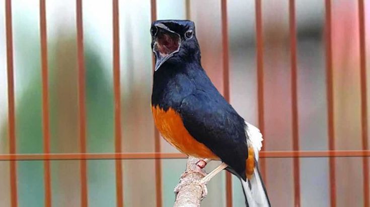 Murai Batu. Pemasterannya perlu timing yang tepat