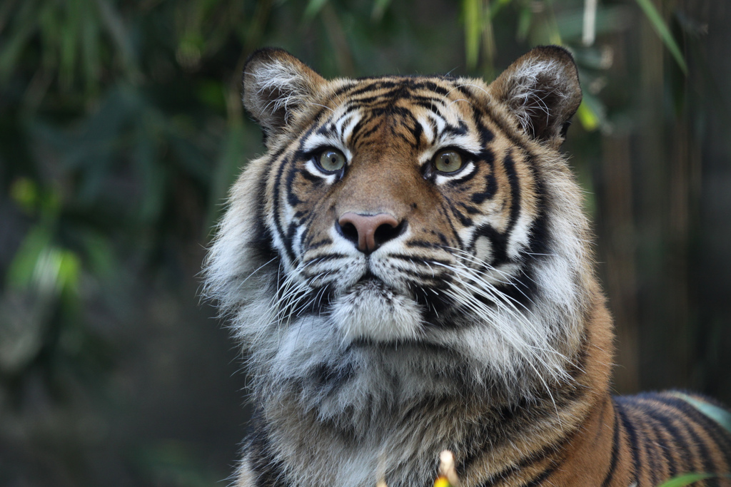 Ilustrasi Harimau di Alam Liar ( Taronga Zoo )