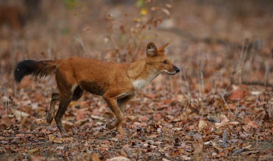 Ajag atau anjing liar (freepik)